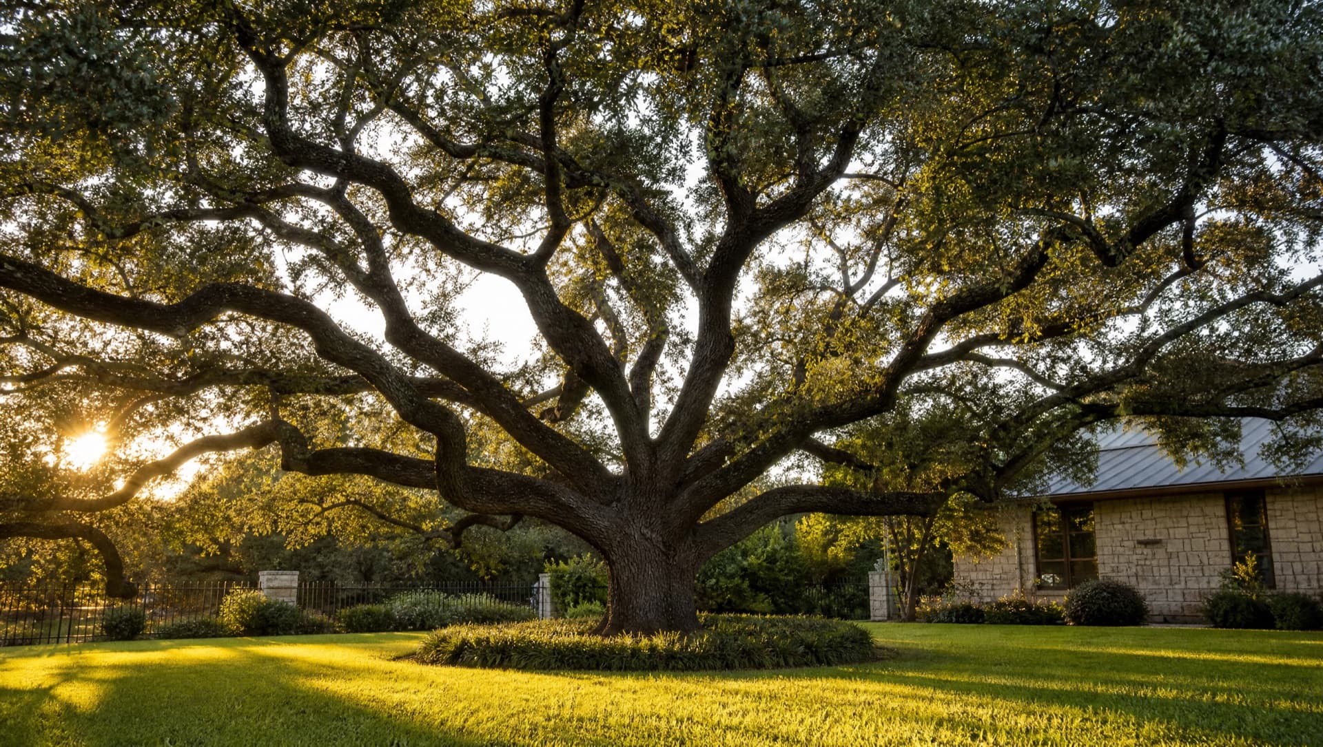 5 Warning Signs You Need Tree Removal in Waco, TX