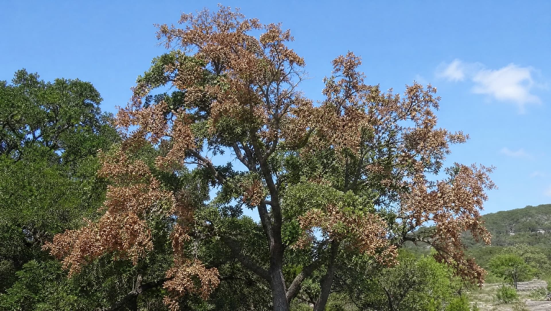 How Much Does Tree Removal Cost in McLennan County?