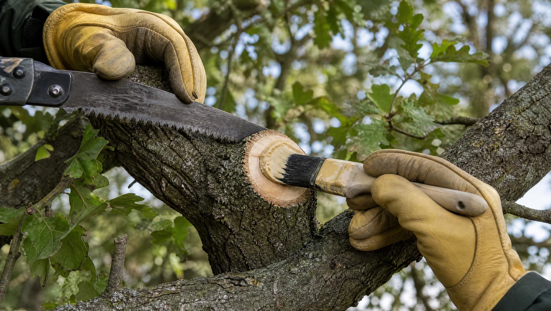 Tree Trimming vs. Pruning: What's the Difference?