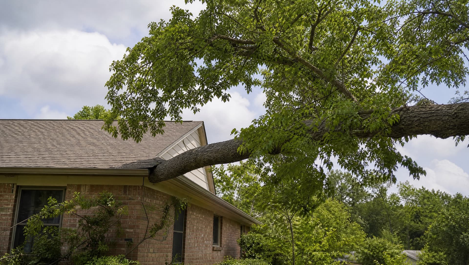 How to Spot a Hazardous Tree in Your Yard