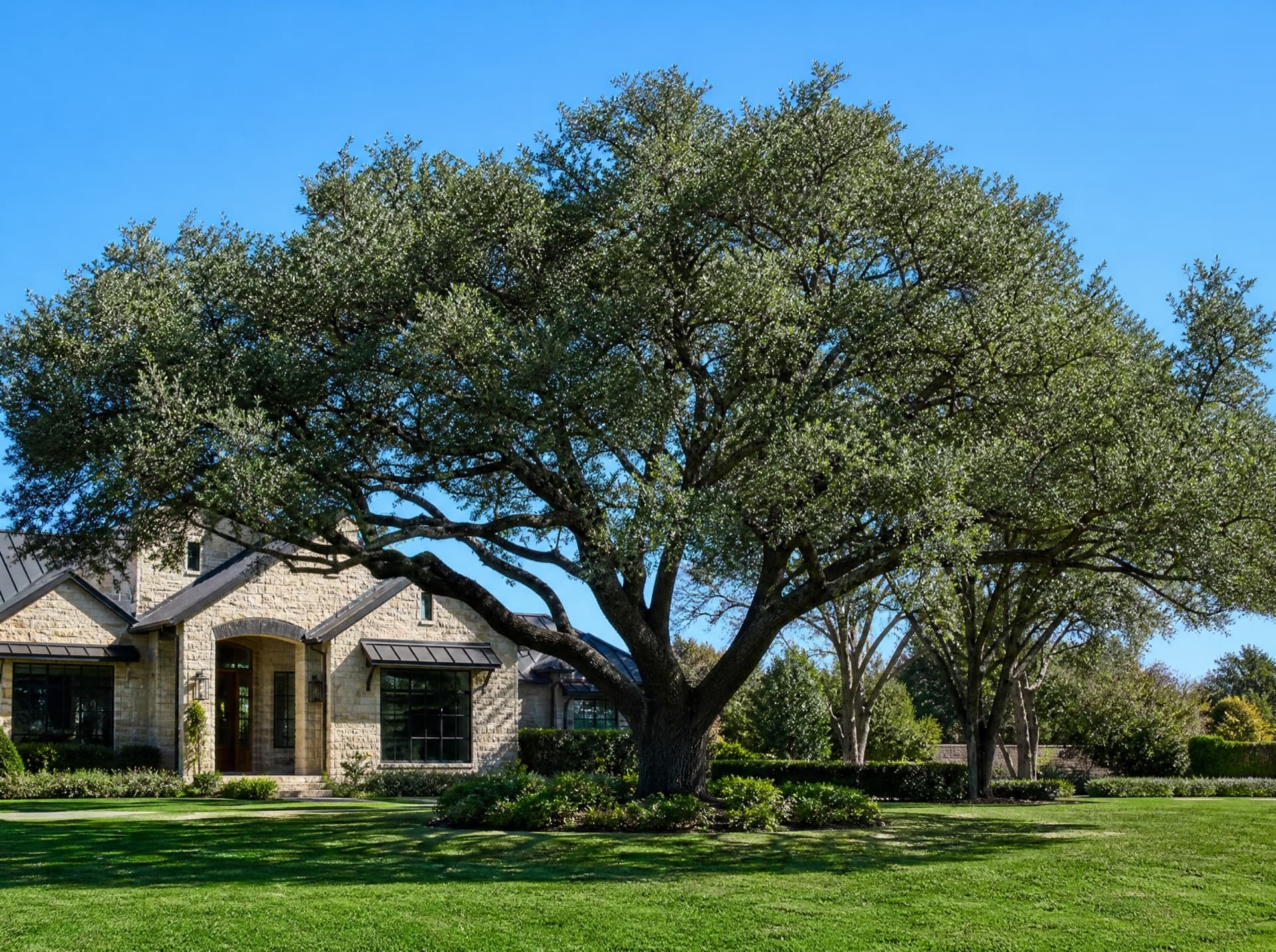 Mature live oak professionally pruned and crown-thinned in a Woodway TX front yard