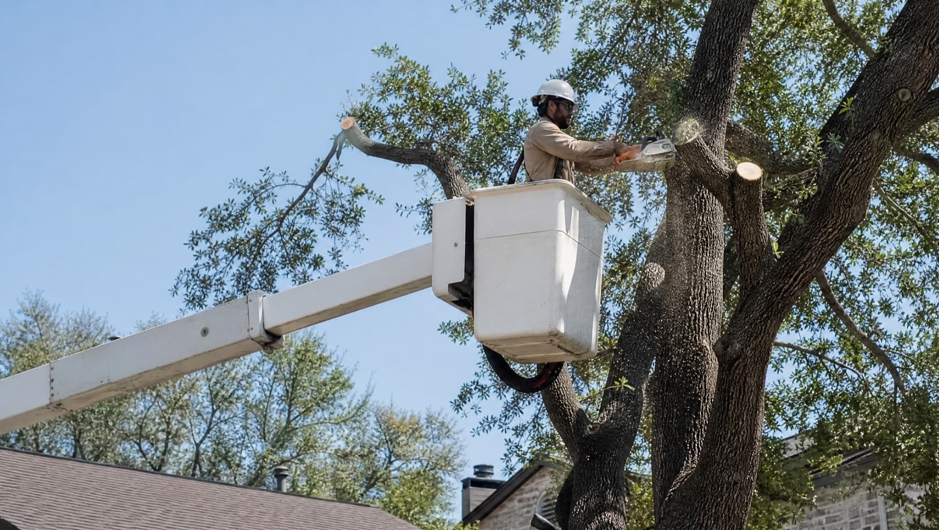 Tree Removal in Bryan, TX by Raymundo Tree Service