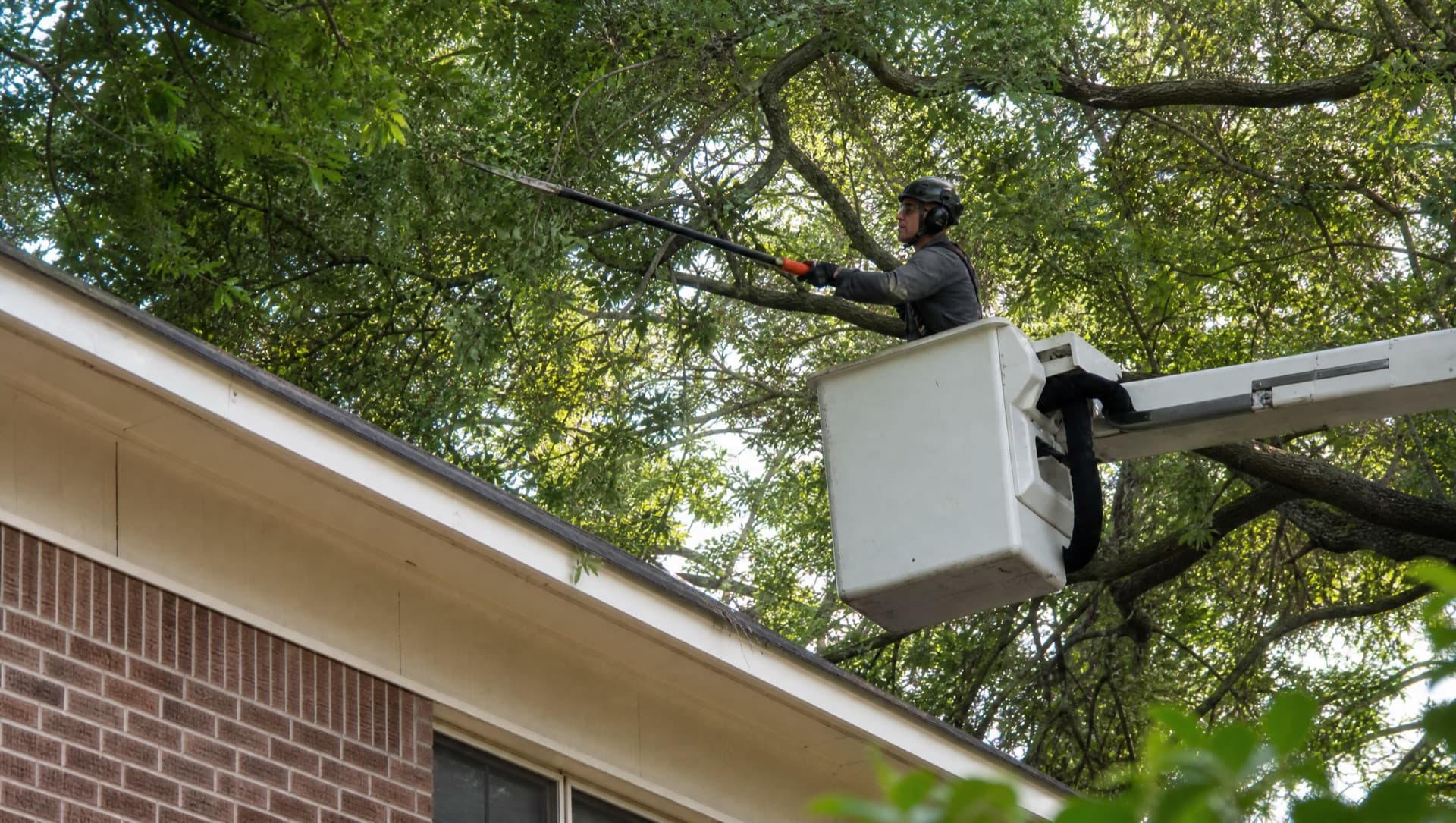 Tree Trimming & Pruning in Bryan, TX by Raymundo Tree Service